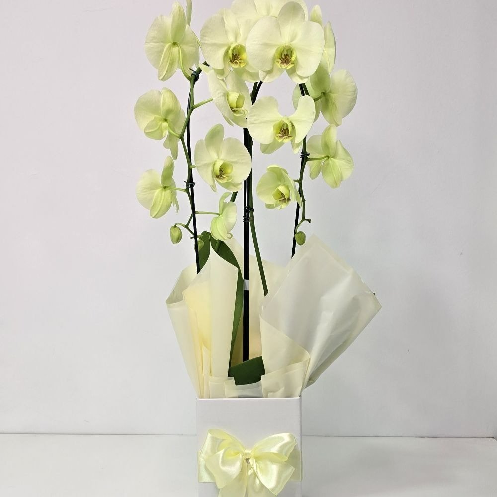 Orquídea Amarela Arco 2 Hastes