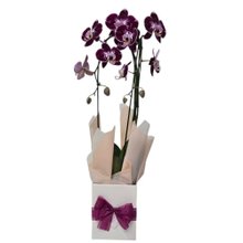 Orquídea Phalaenopsis Cascata Arco 2 Haste Vinho