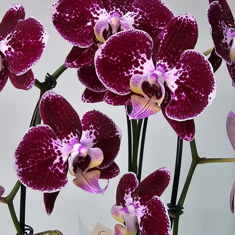 Orquídea Phalaenopsis Cascata Arco 2 Haste Vinho