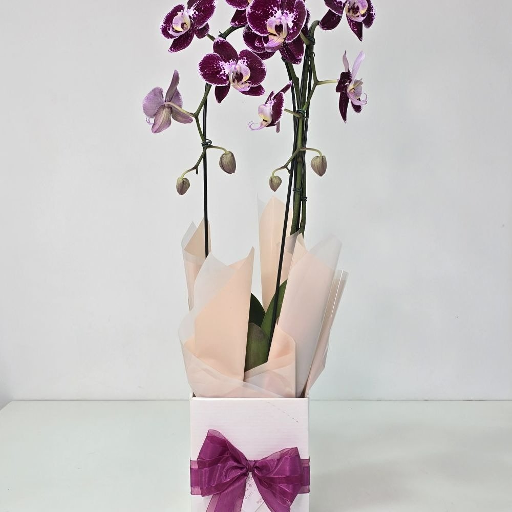 Orquídea Phalaenopsis Cascata Arco 2 Haste Vinho