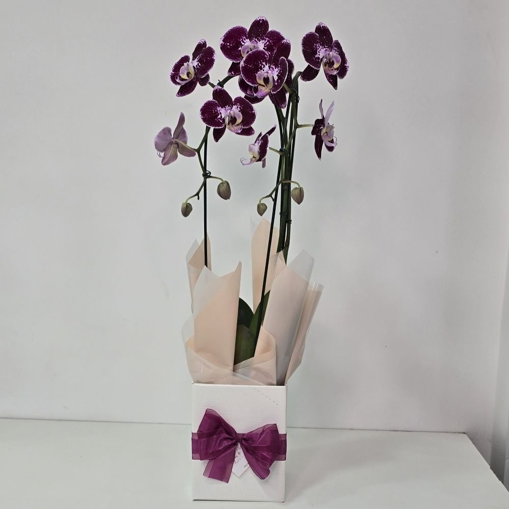Orquídea Phalaenopsis Cascata Arco 2 Haste Vinho