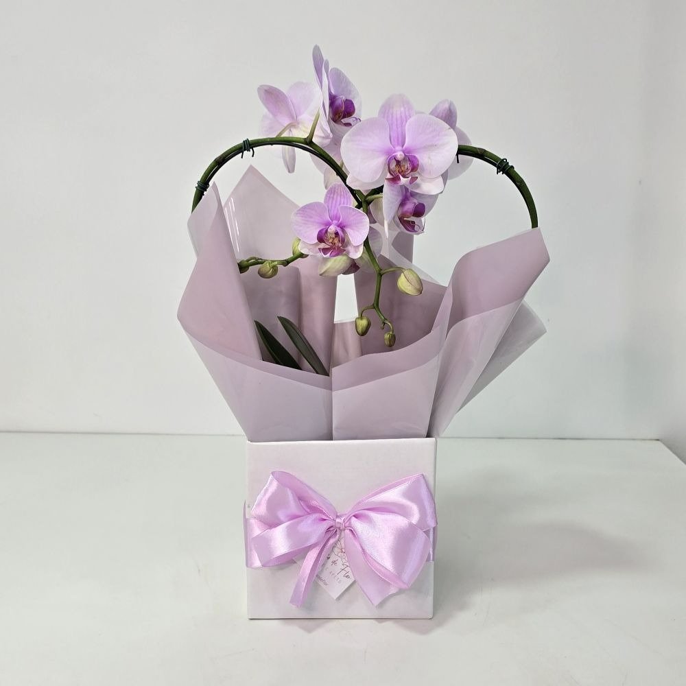 Orquídea Phalaenopsis Coração Rosa