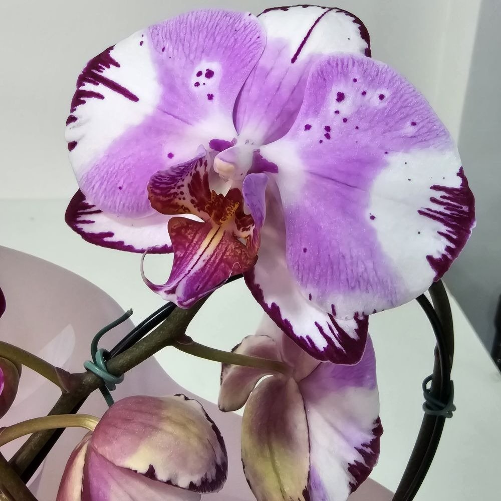 Orquídea Phalaenopsis Coração Lilás Mesclada