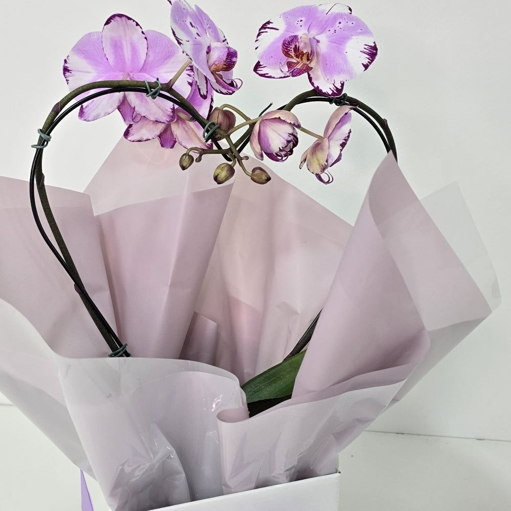 Orquídea Phalaenopsis Coração Lilás Mesclada