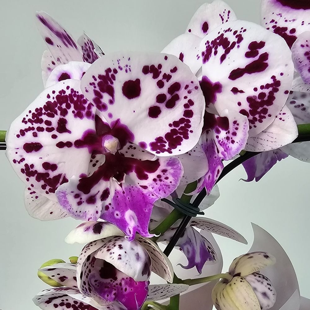 Orquídea Phalaenopsis Coração Cor Roxa Mesclada