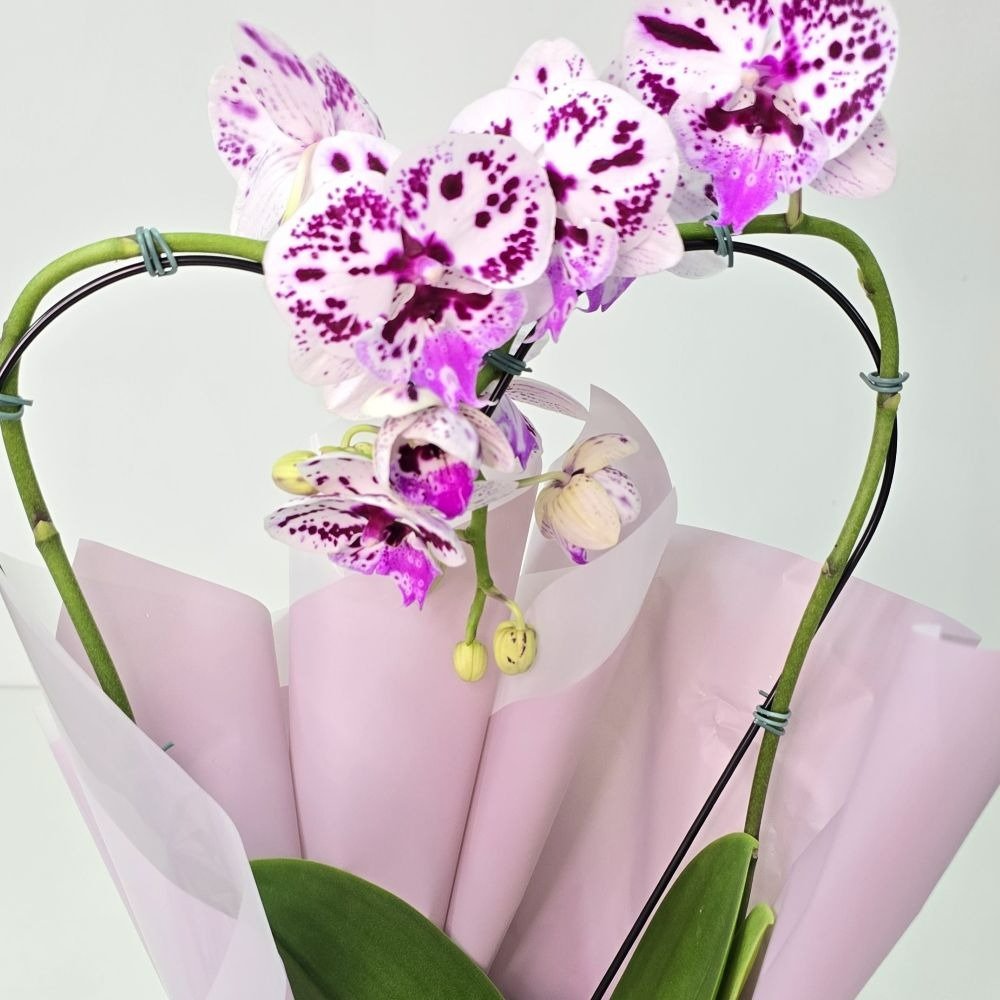 Orquídea Phalaenopsis Coração Cor Roxa Mesclada