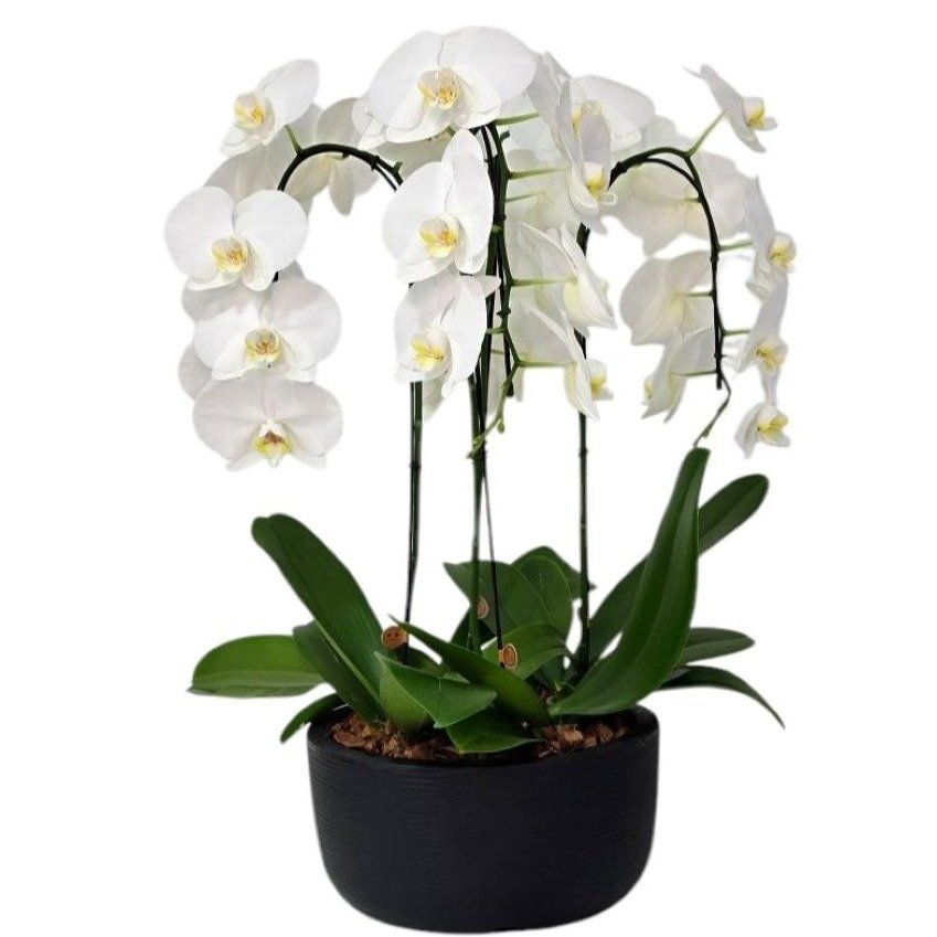Arranjo de Orquídeas Branca 