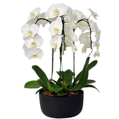 Arranjo de Orquídeas Branca