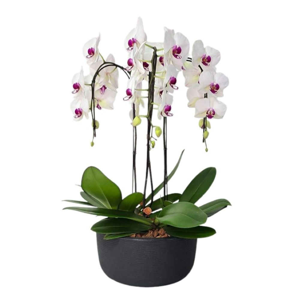 Arranjo de Orquídeas Branca 