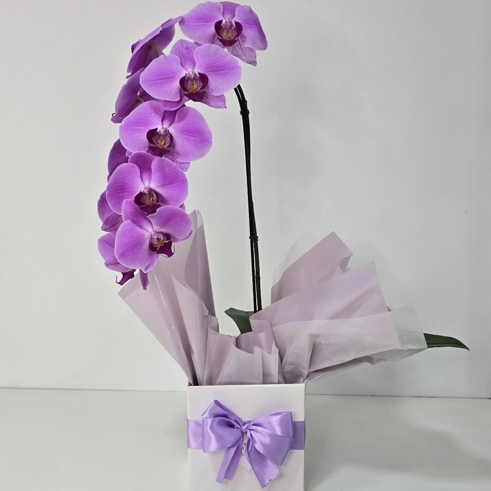 Orquídea Phalaenopsis Cascata Lilás