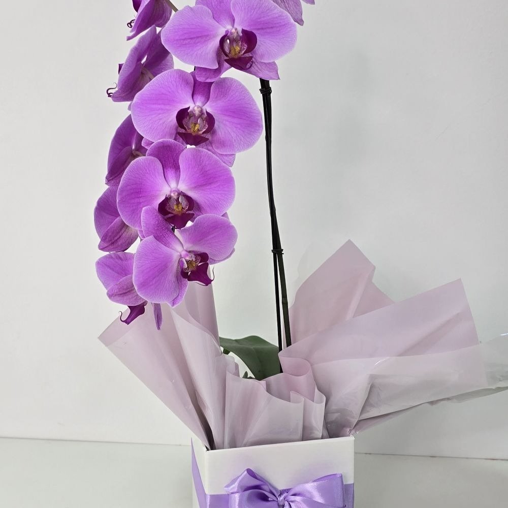 Orquídea Phalaenopsis Cascata Lilás