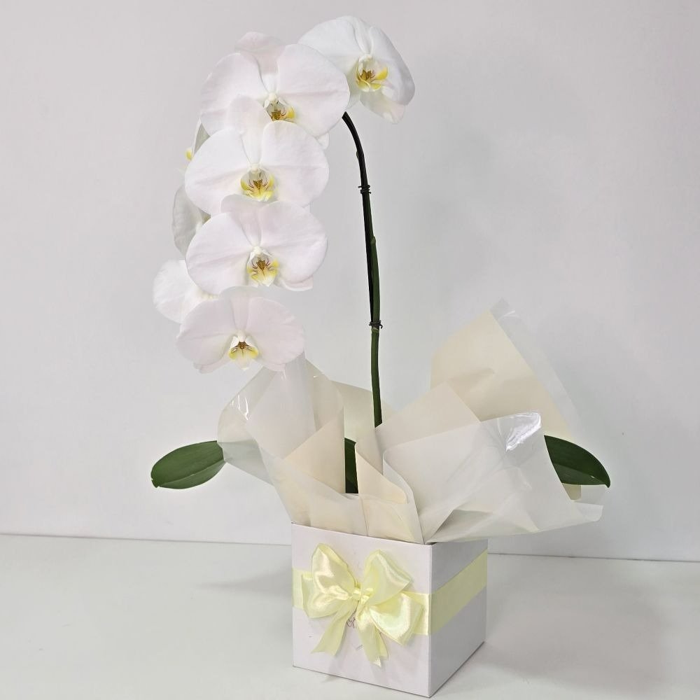 Orquídea Phalaenopsis Cascata Branca