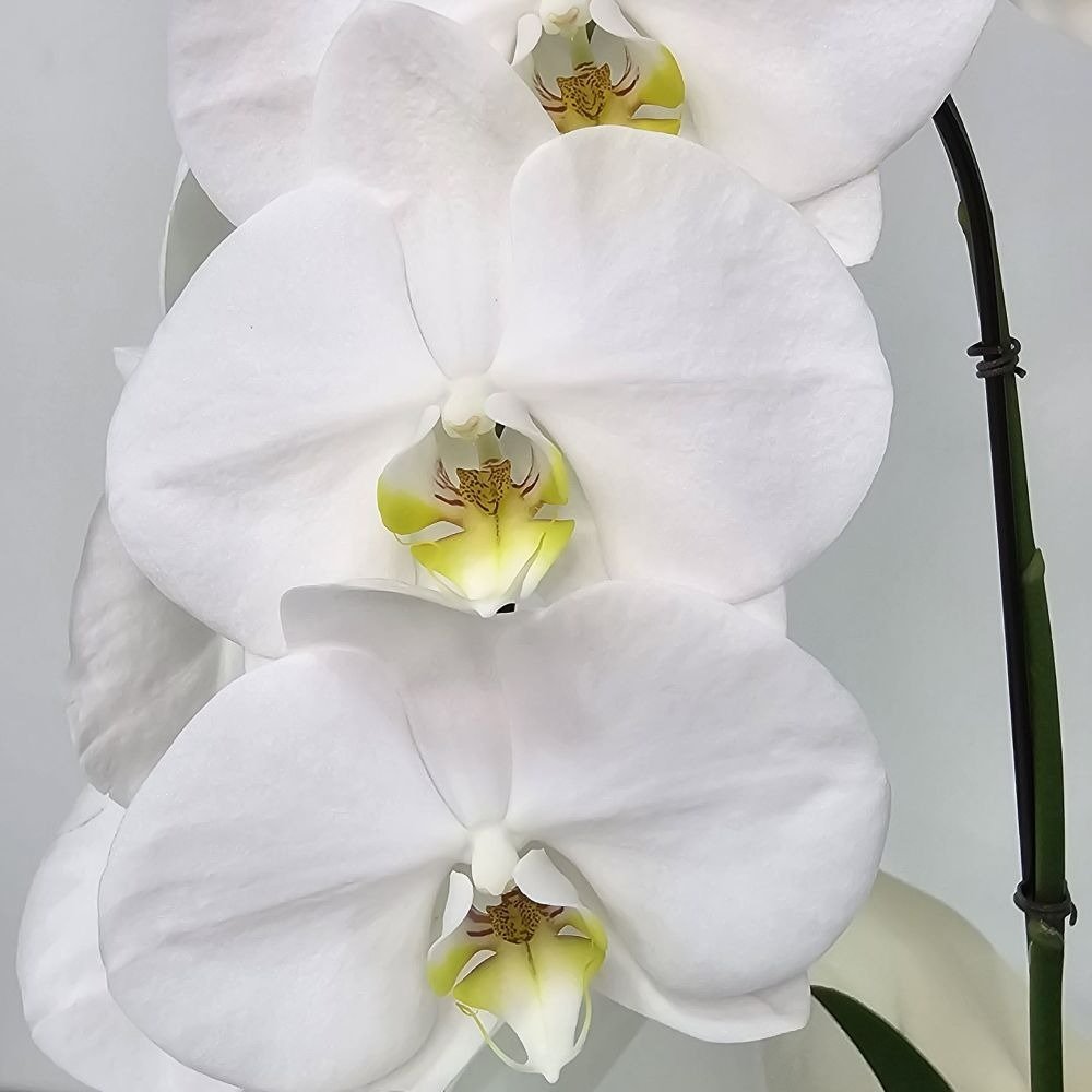 Orquídea Phalaenopsis Cascata Branca