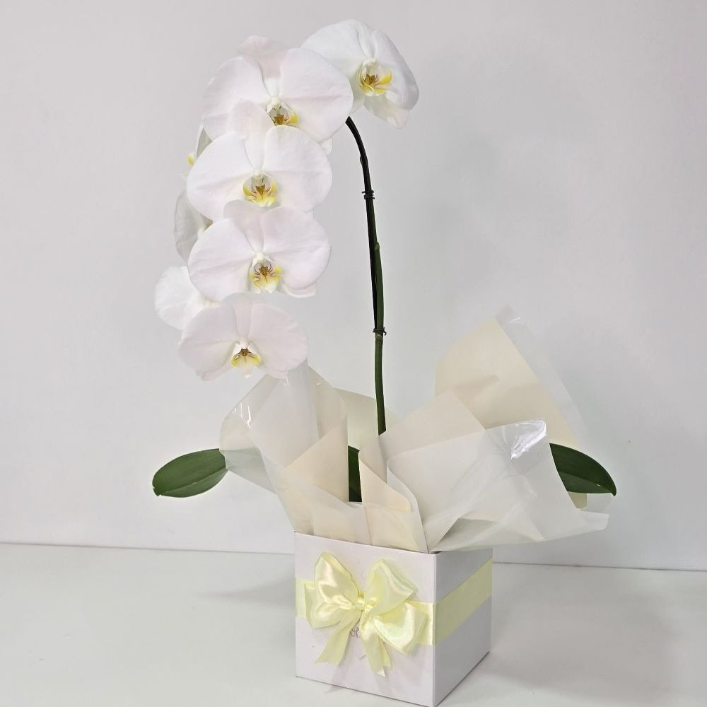 Orquídea Phalaenopsis Cascata Branca