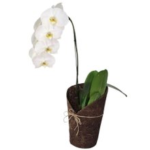Orquídea Phalaenopsis Kit Árvore