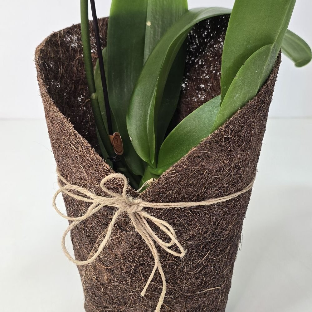 Orquídea Phalaenopsis Kit Árvore