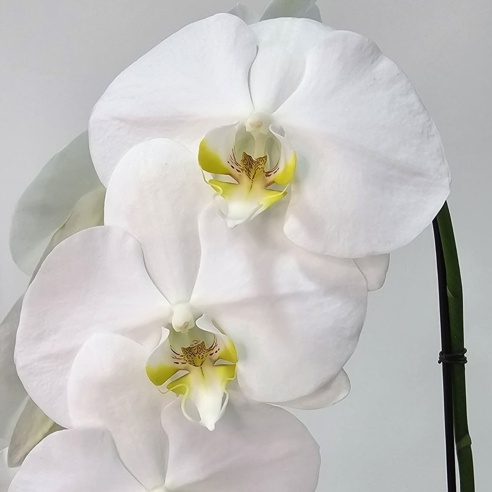 Orquídea Phalaenopsis Kit Árvore