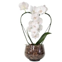 Orquídea Phalaenopsis Coração Branca no Bowl de Vidro