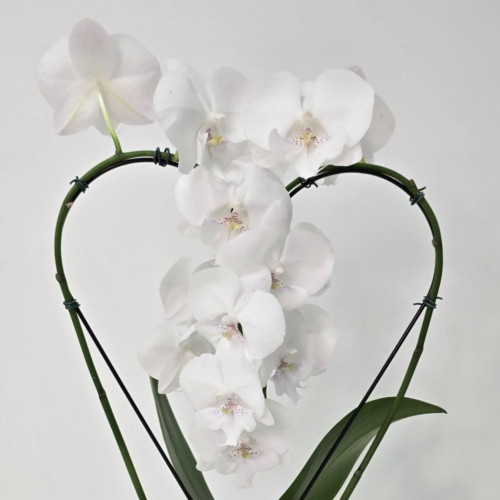 Orquídea Phalaenopsis Coração Branca no Bowl de Vidro