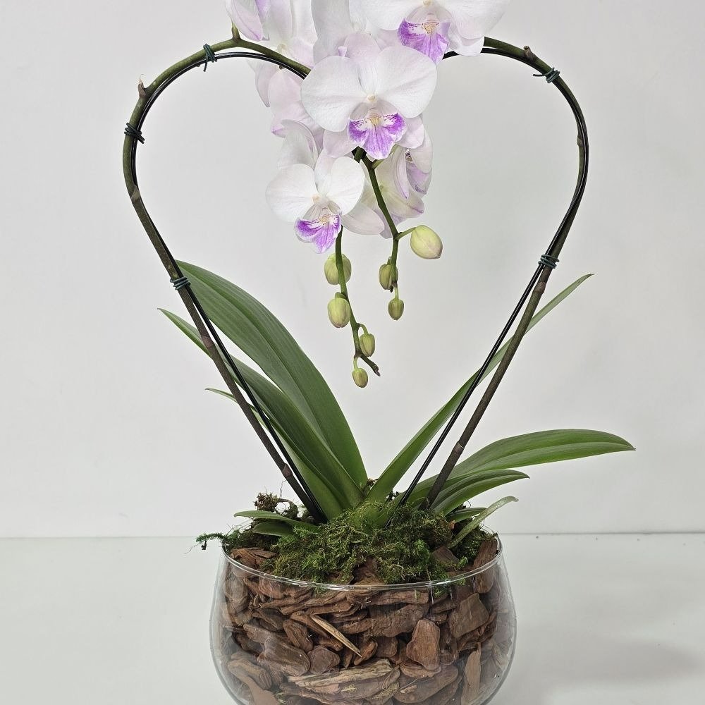 Orquídea Phalaenopsis Coração Branca no Bowl de Vidro