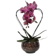 Orquídea Coração Goiaba no Bowl de Vidro