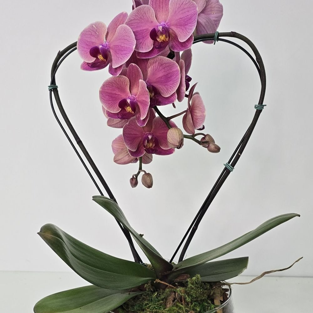 Orquídea Coração Goiaba no Bowl de Vidro
