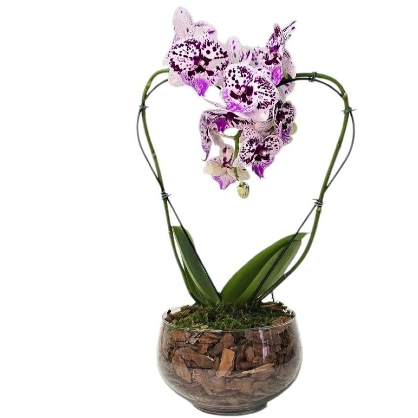Orquídea Coração Lilás no Bowl de Vidro