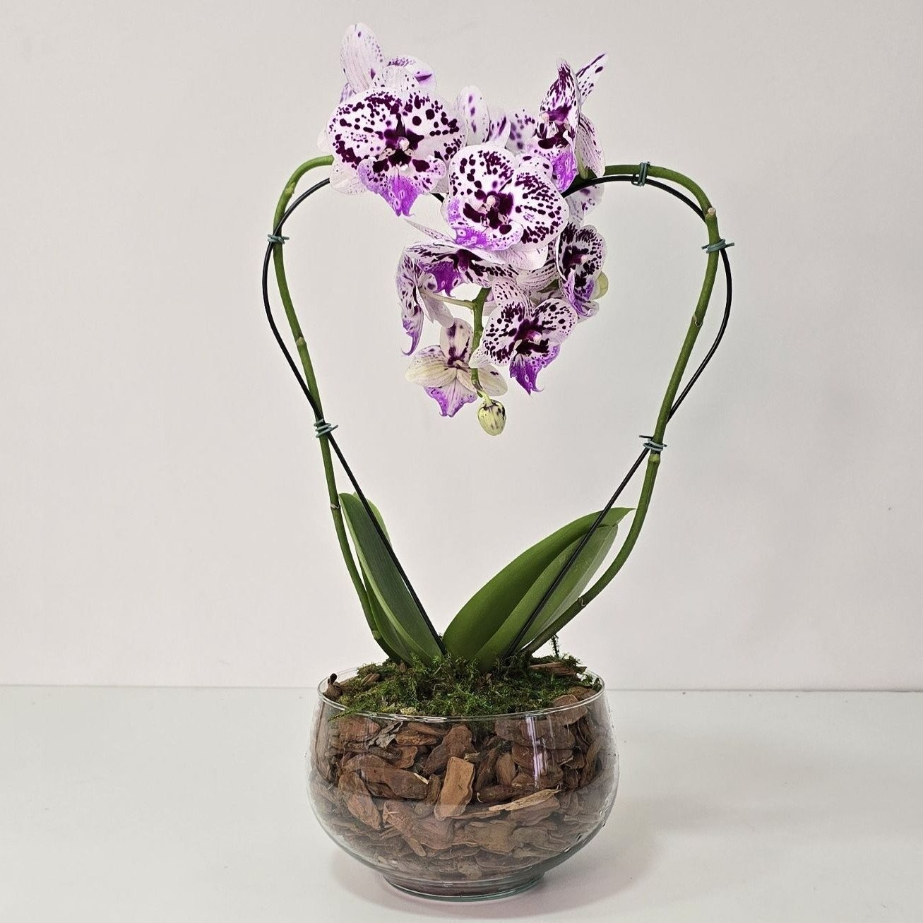 Orquídea Coração Lilás no Bowl de Vidro
