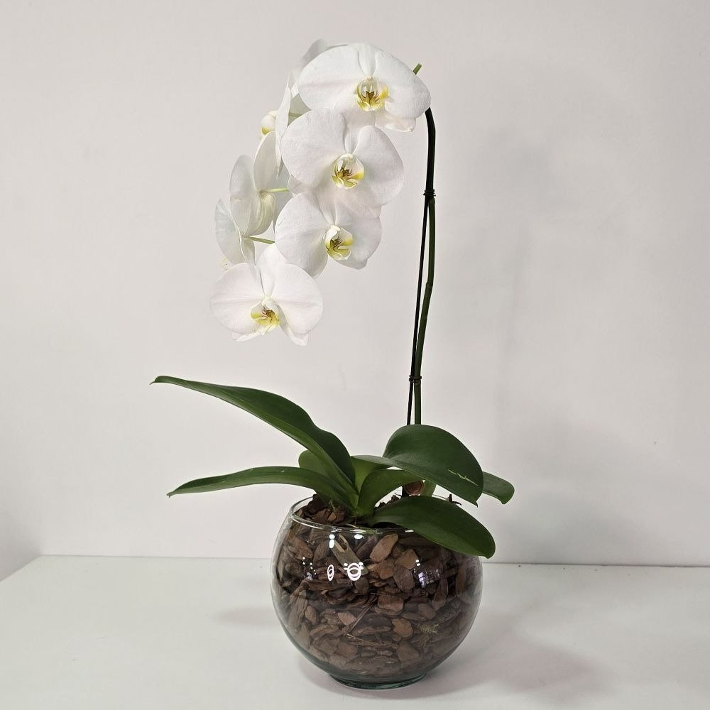 Arranjo de Orquídea Branca no Bowl de Vidro