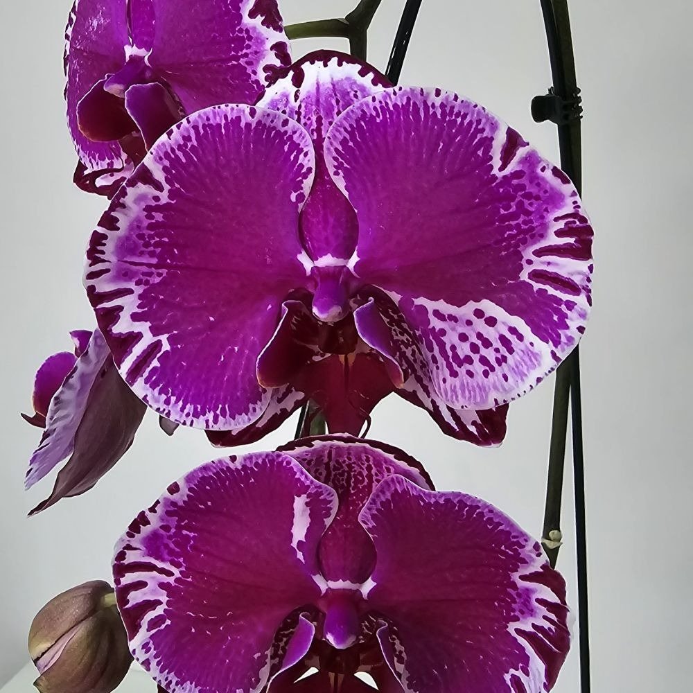 Arranjo de Orquídea Roxa no Bowl de Vidro