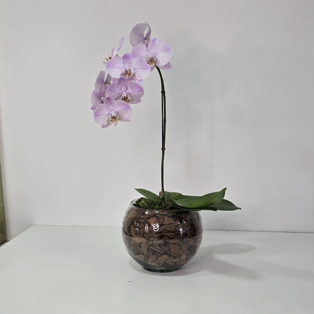 Arranjo de Orquídea Lilás no Bowl de Vidro
