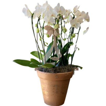 Perfecctum Orquídeas Brancas