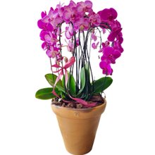 Perfecctum Pink Orquídea