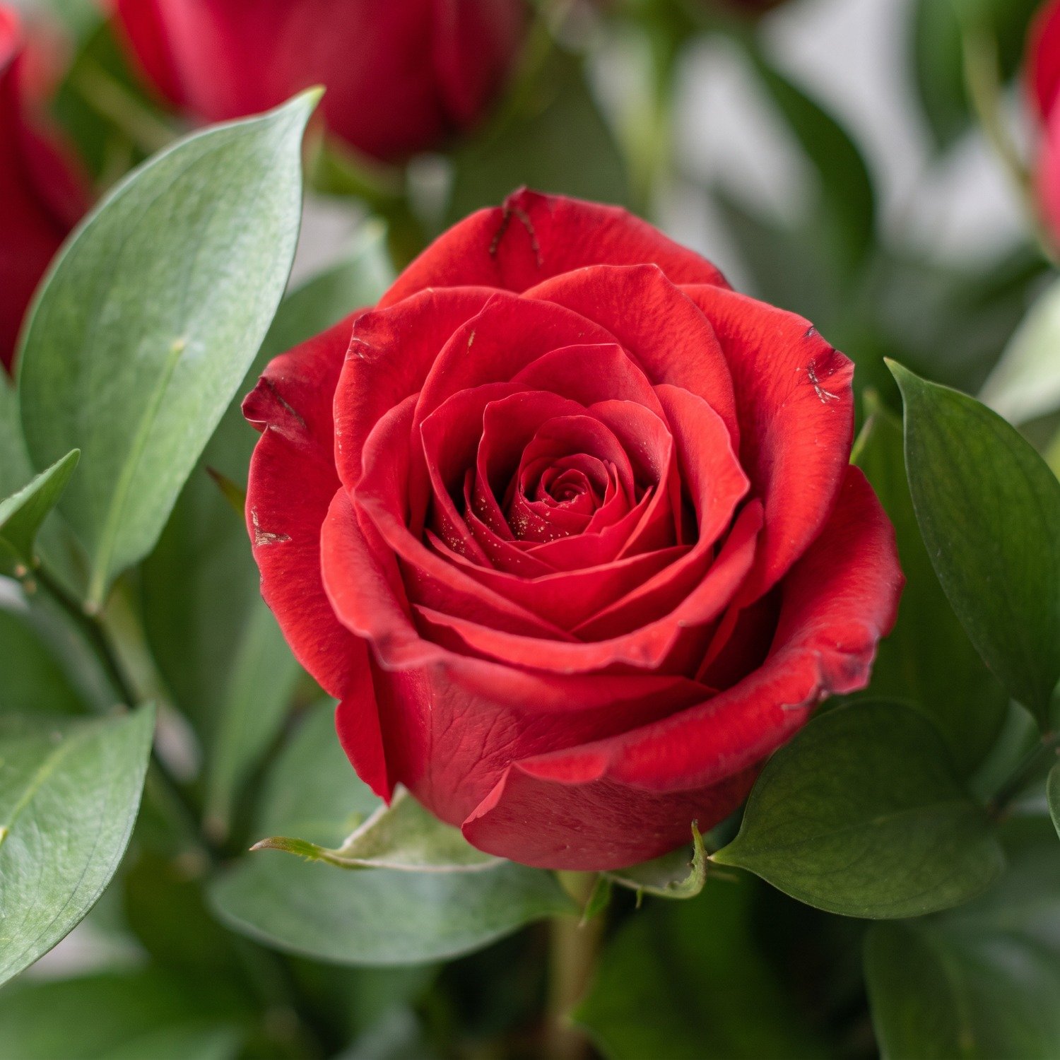 Buquê Tradicional de Rosas Vermelhas 
