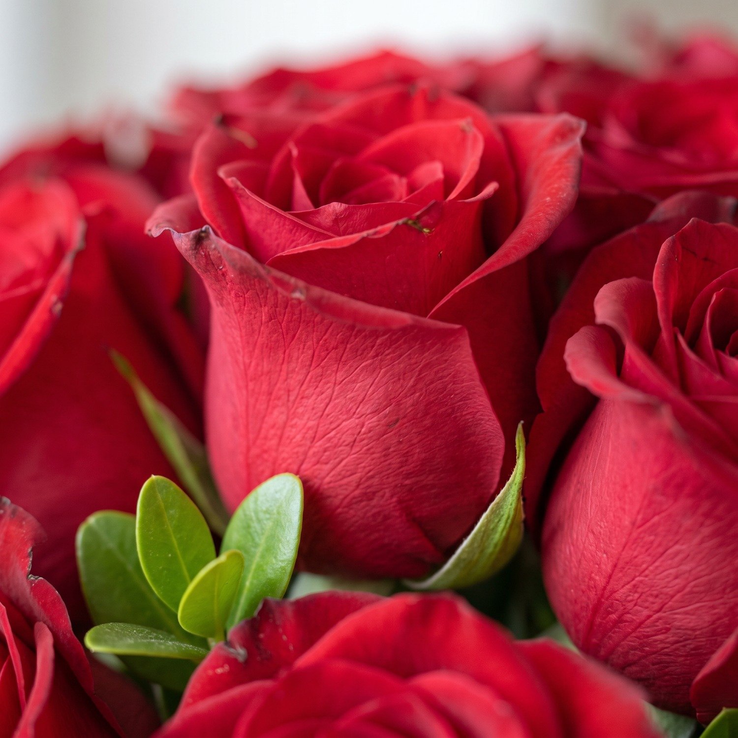 Buquê Surpreendente de 25 Rosas Vermelhas