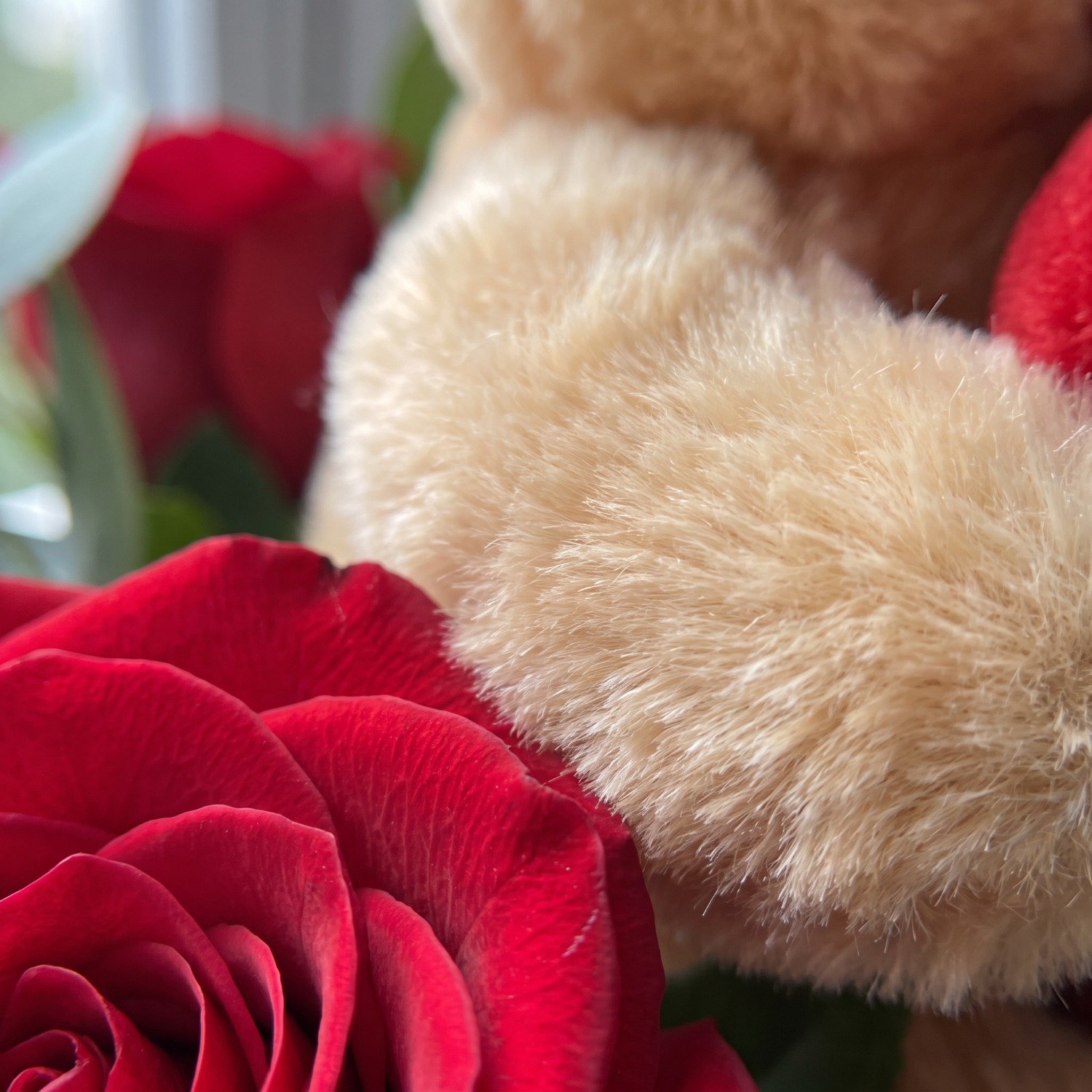 mimo especial de rosas e urso