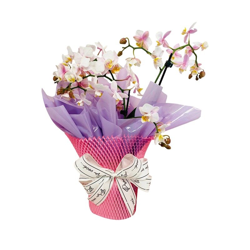 Elegante Mini Orquídea Rosa