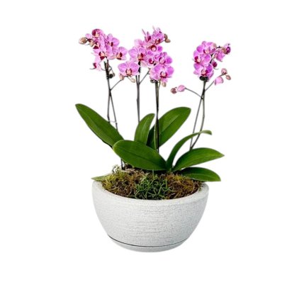 Jardim De Orquídeas Baby