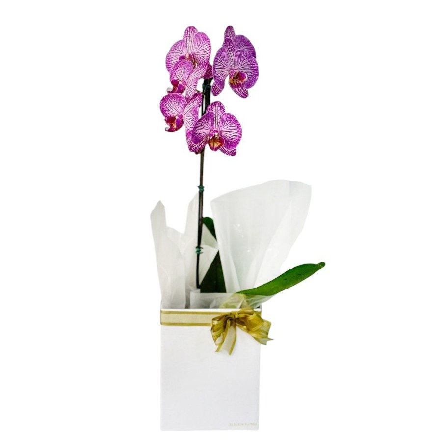 Orquídea na Caixa