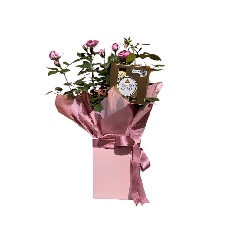 Roseira & Ferrero Rocher 4un