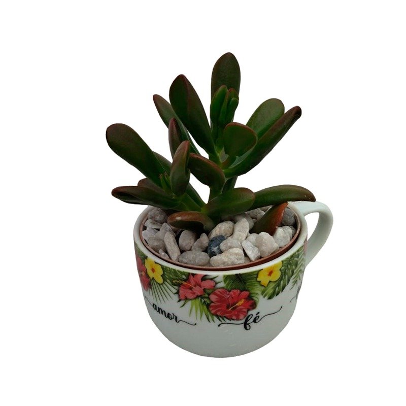Suculentas Arranjo Xicara
