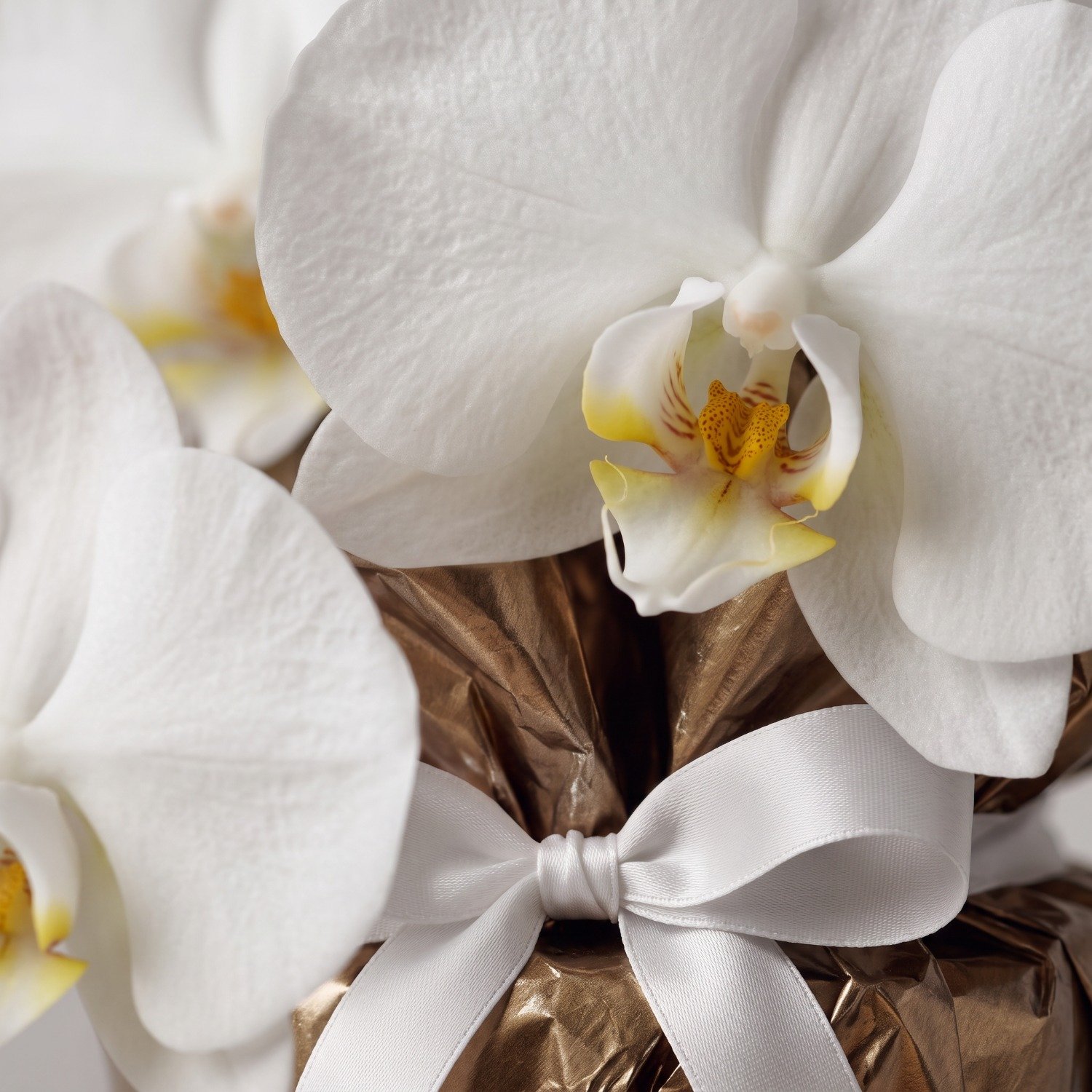 Vaso de Orquídea Phalaenopsis Branca