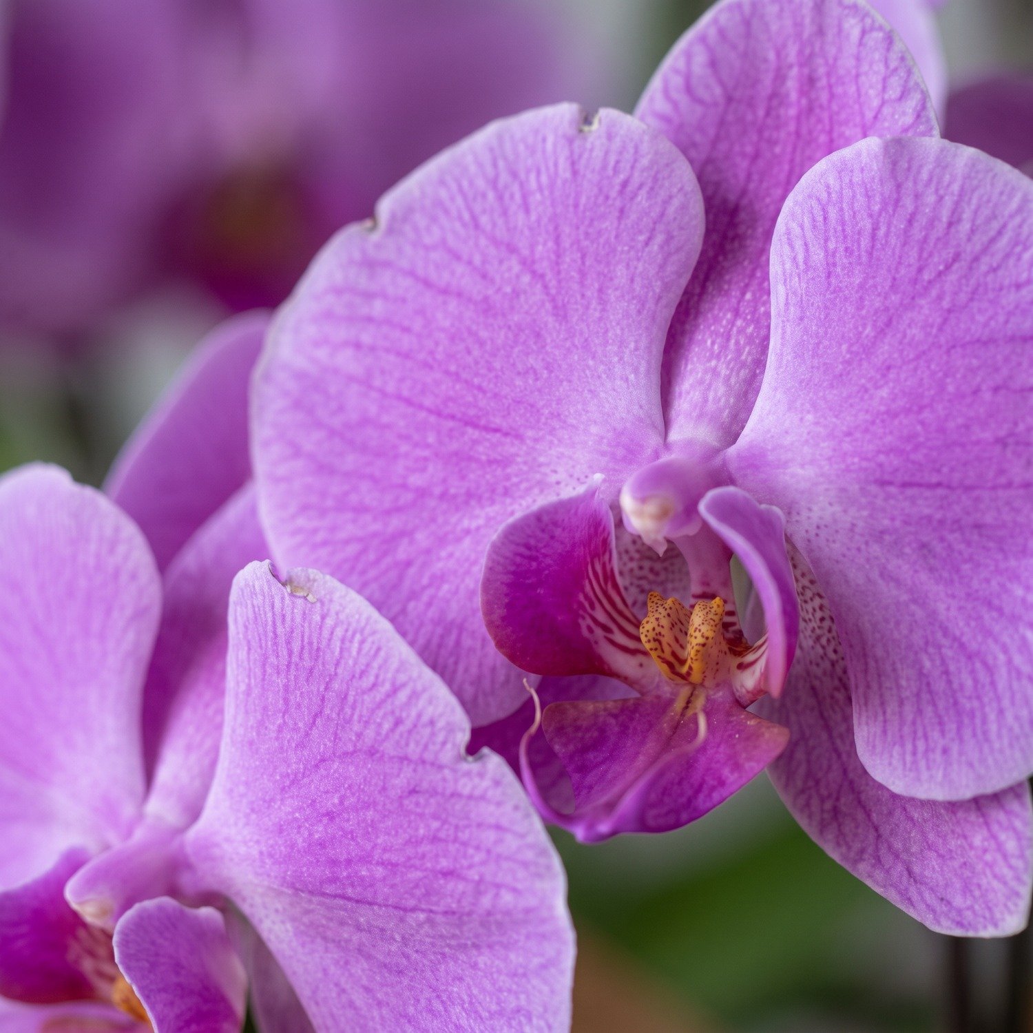 Vaso de Orquídea Phalaenopsis Lilás