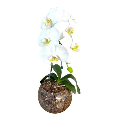 Orquídea Phalaenopsis Branca No Terrário
