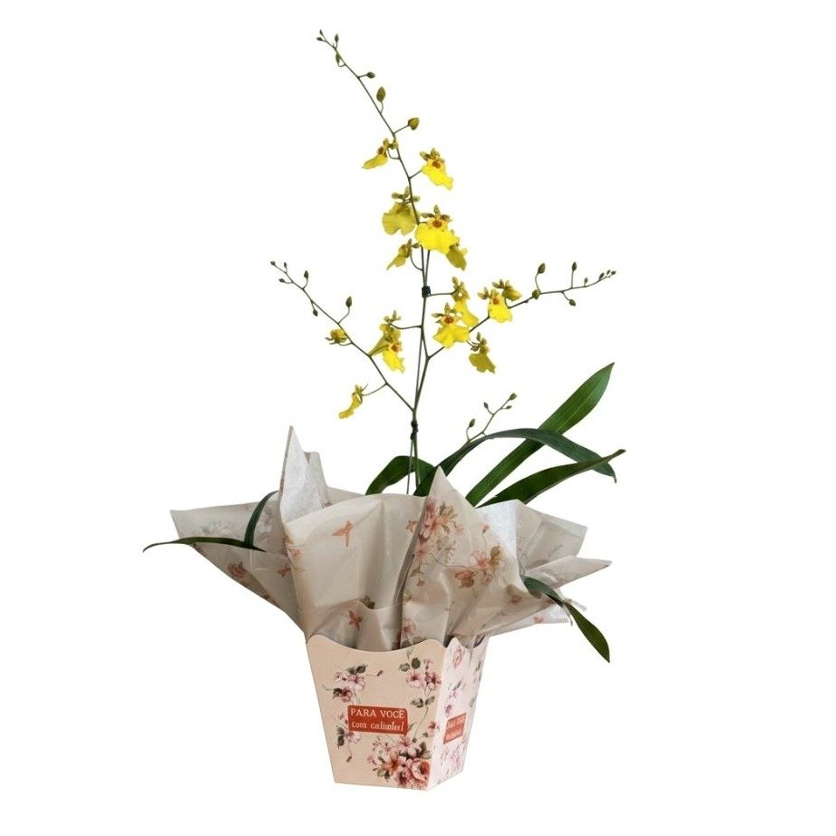 Vaso de Orquídea Chuva de Ouro