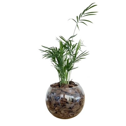 Terrário de Vidro de Mini Palmeira Chamaedorea