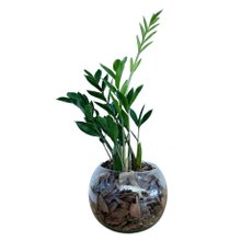 Terrário de Vidro de Mini Zamioculca