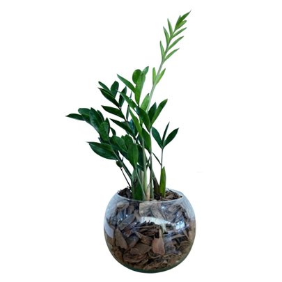 Terrário de Vidro de Mini Zamioculca