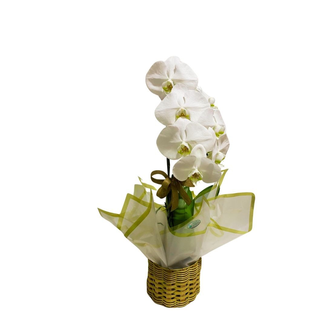 Orquídea Branca Phaleanopsis 
