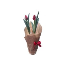 Tulipa Natural no Vaso